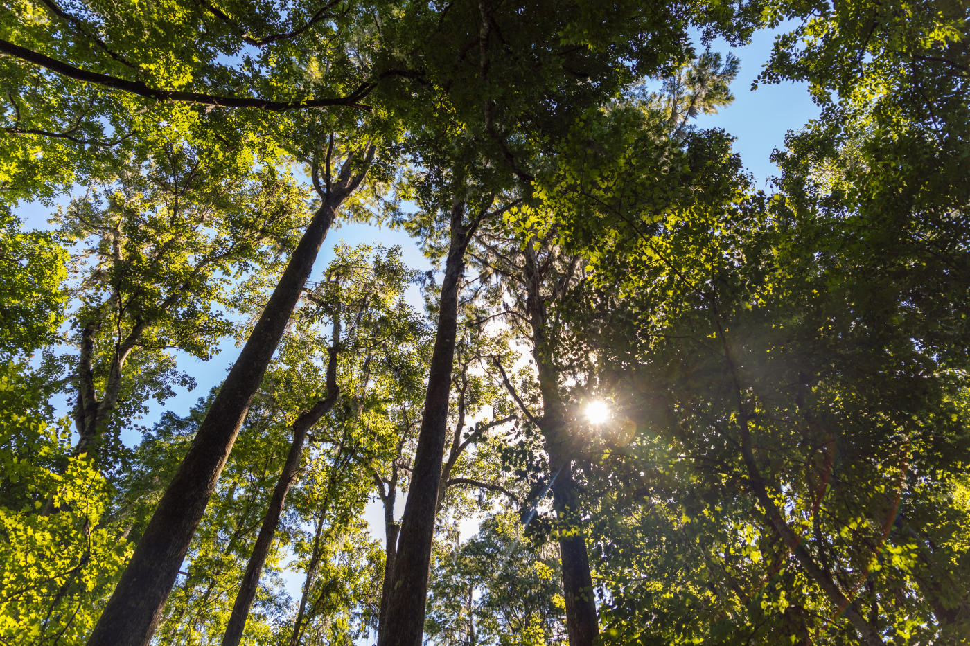 Pictured Above: Alderman’s Ford Regional County Park