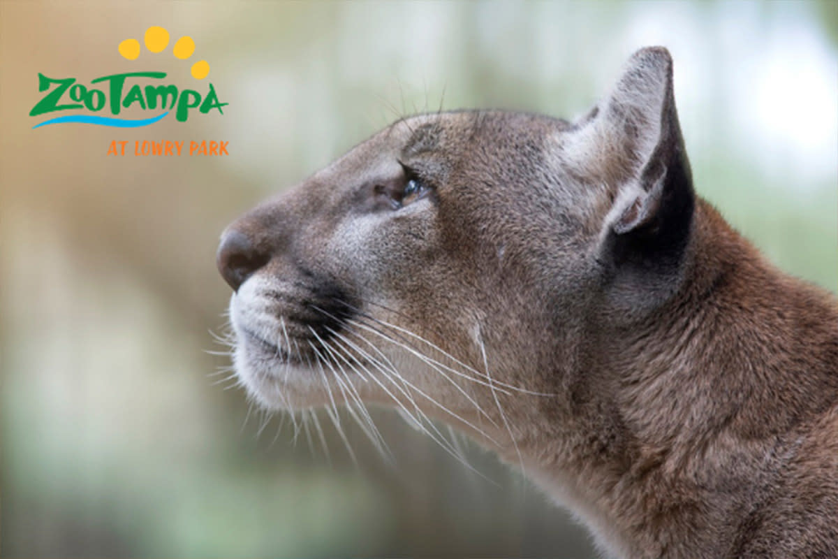ZooTampa Deal